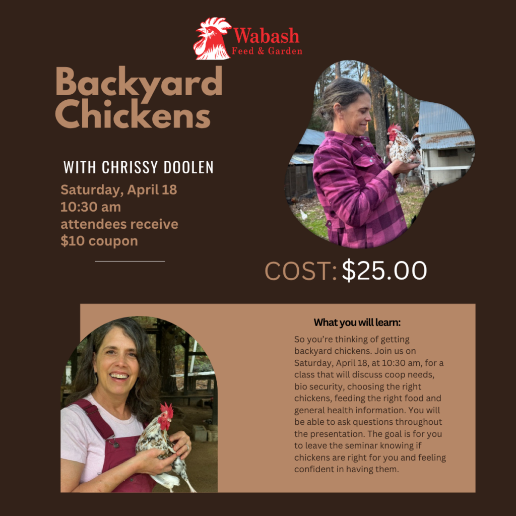 4 18 25 chicken talk flyer (1200 x 1200 px)