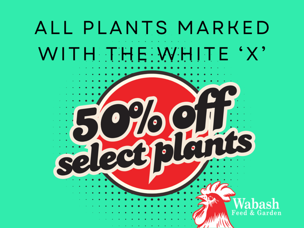 Plant Sale 50% Discount