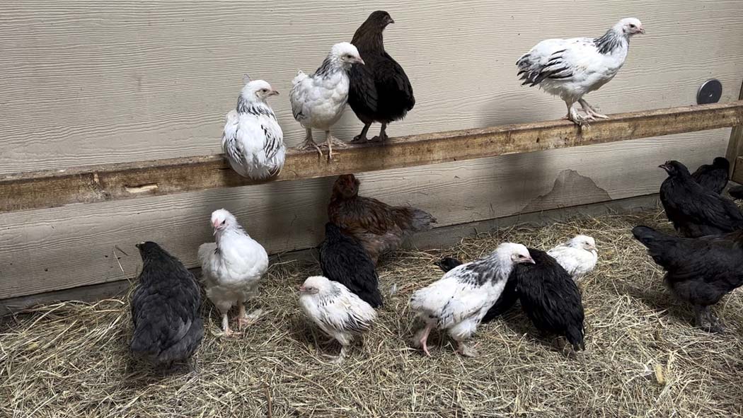 Livestock Supply Store Houston Farm Animals, Feed, Supplies