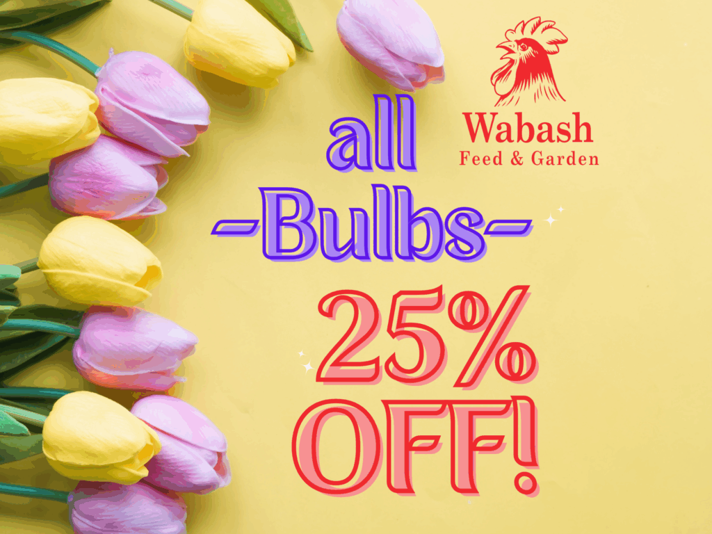 Bulbs 25% off 600 x 600 (2016 x 1512 px) Bulbs 25% off 600 x 600 (2016 x 1512 px)