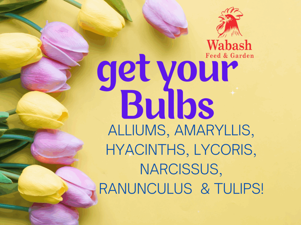 Bulbs Spring