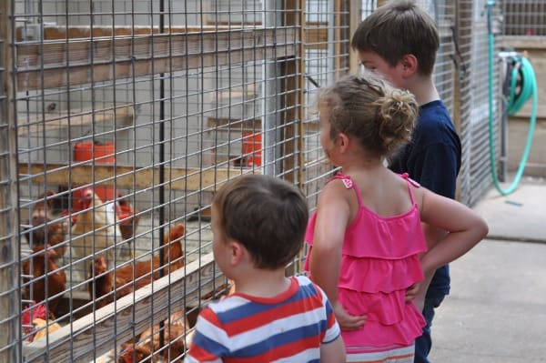 Children looking at chickens