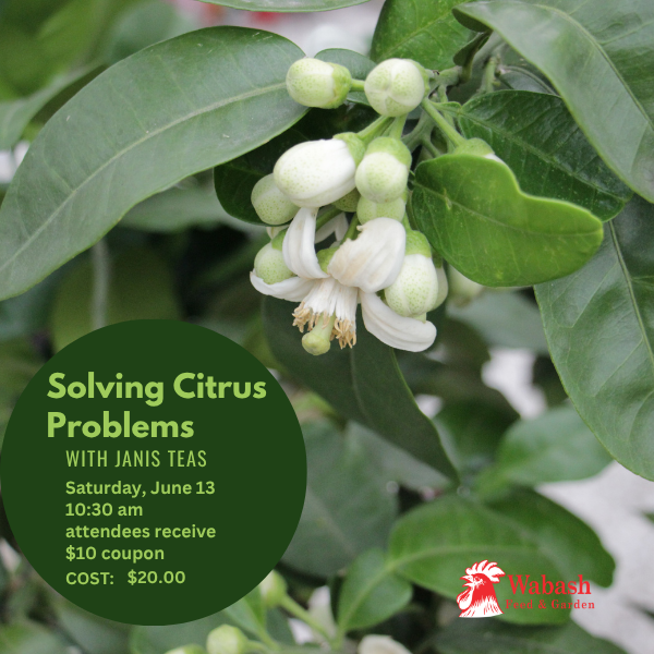 Copy of 6 13 26 Citrus Problems (600 x 200 px) (600 x 600 px)