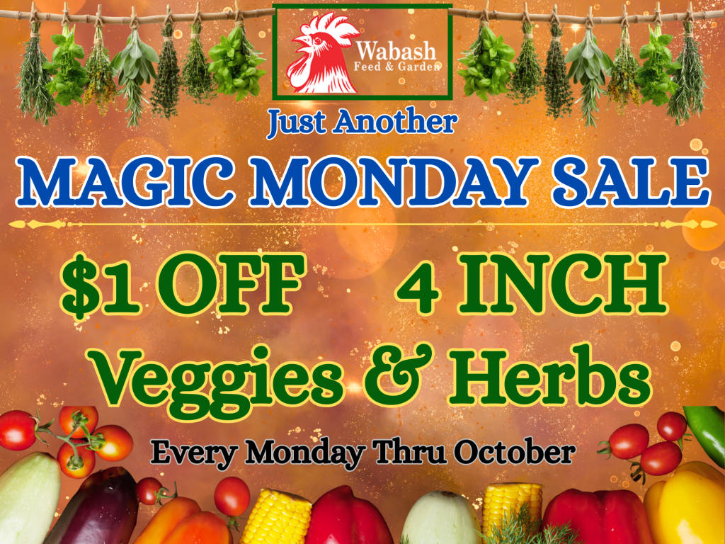 Magic Monday 1off 4inch herbs and veggies