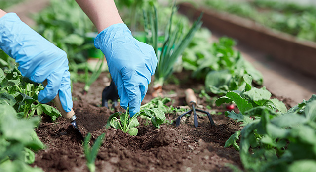 Organic Garden Supplies Houston img