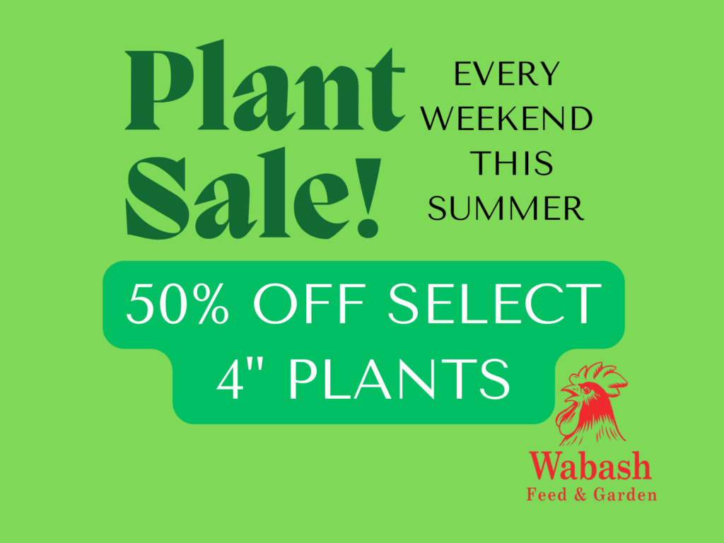 Plant Sale 4 50% off (1)