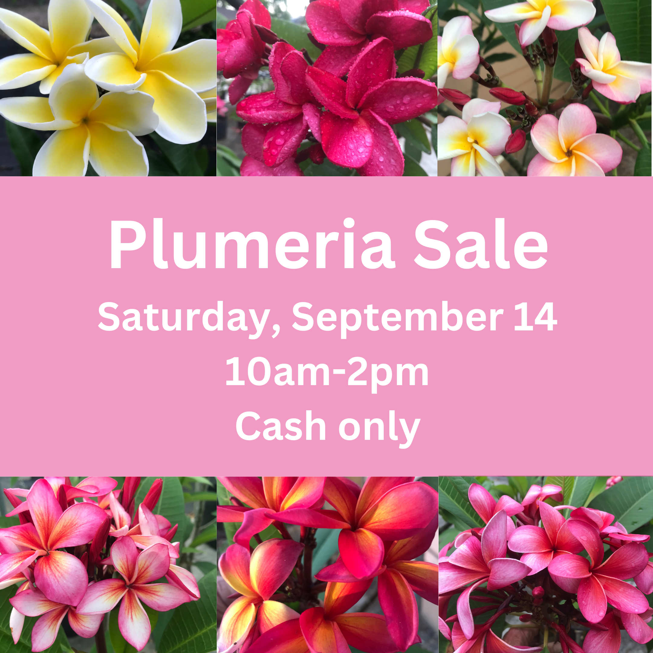 Plumeria Sale (2160 x 2160 px)