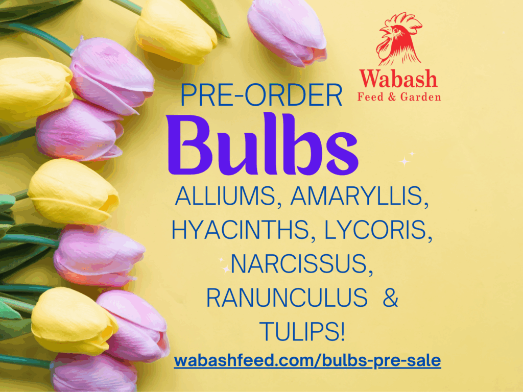 Tulip bulbs with text of Bulbs, Alliums, Amaryllis, Hyacinths, Lycoris, Narcissus, Ranunuclus, Tulips