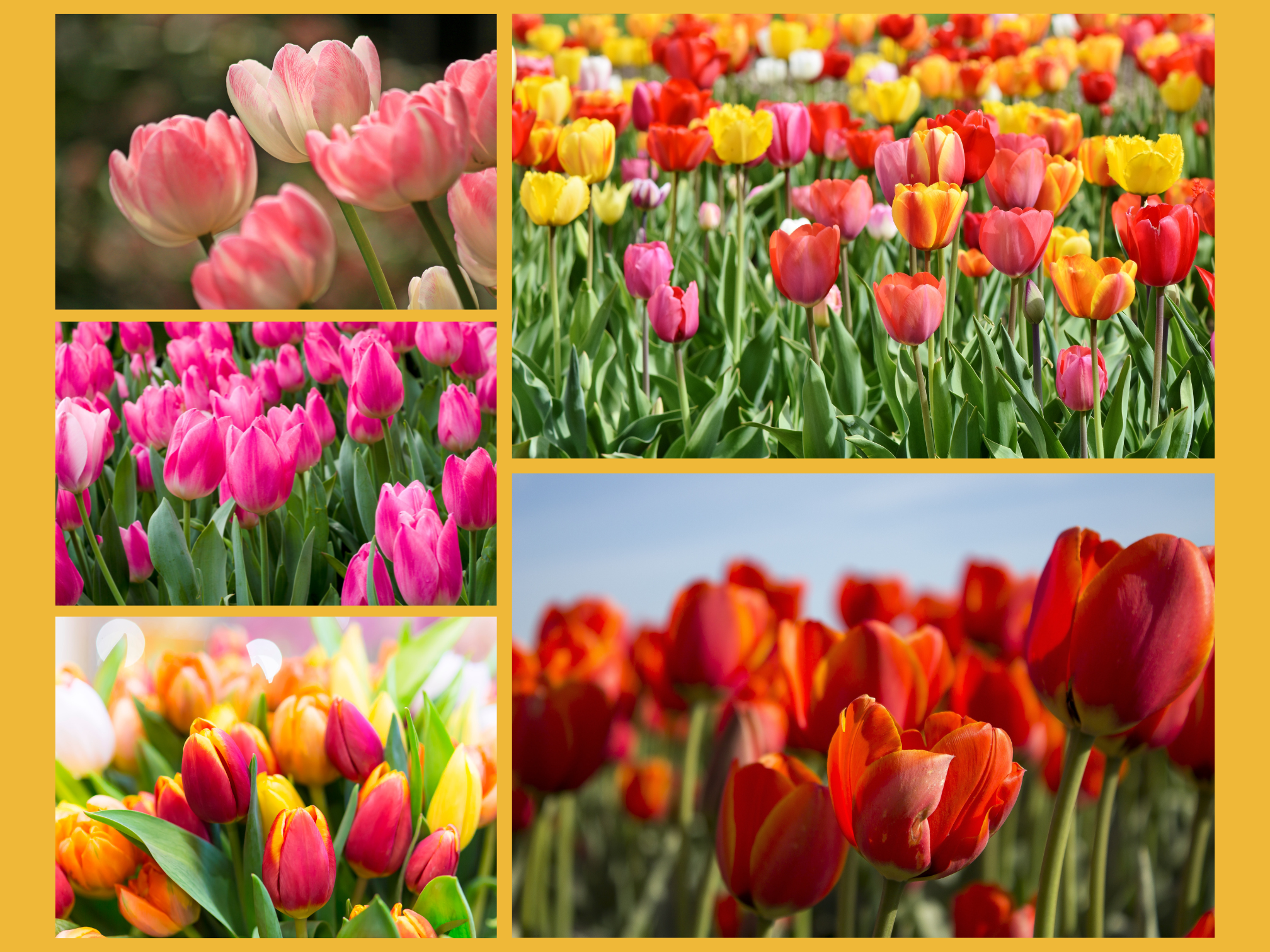 Tulip page Tulip page