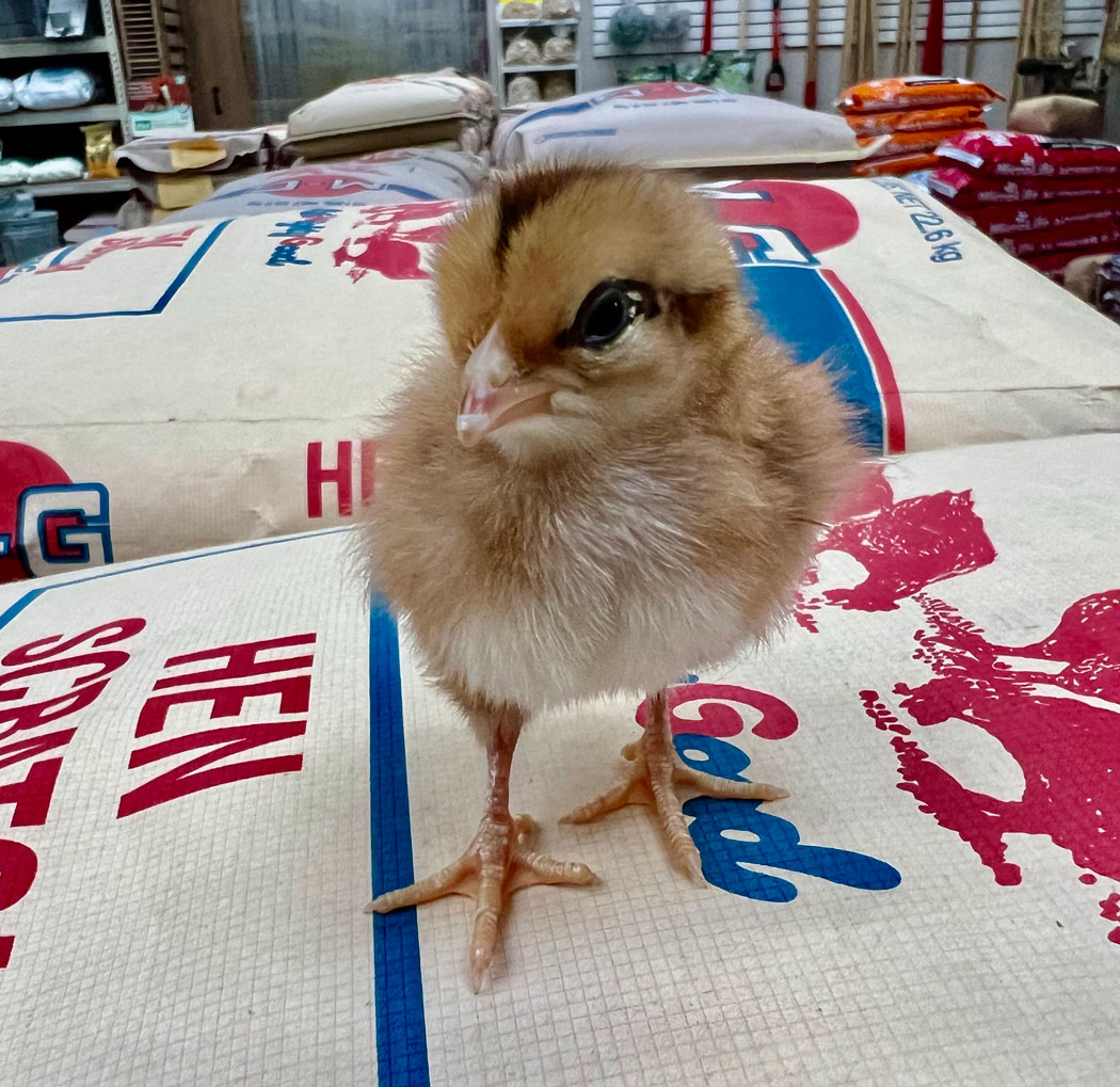 Chickens For Sale Houston Hens, Roosters & Eggs