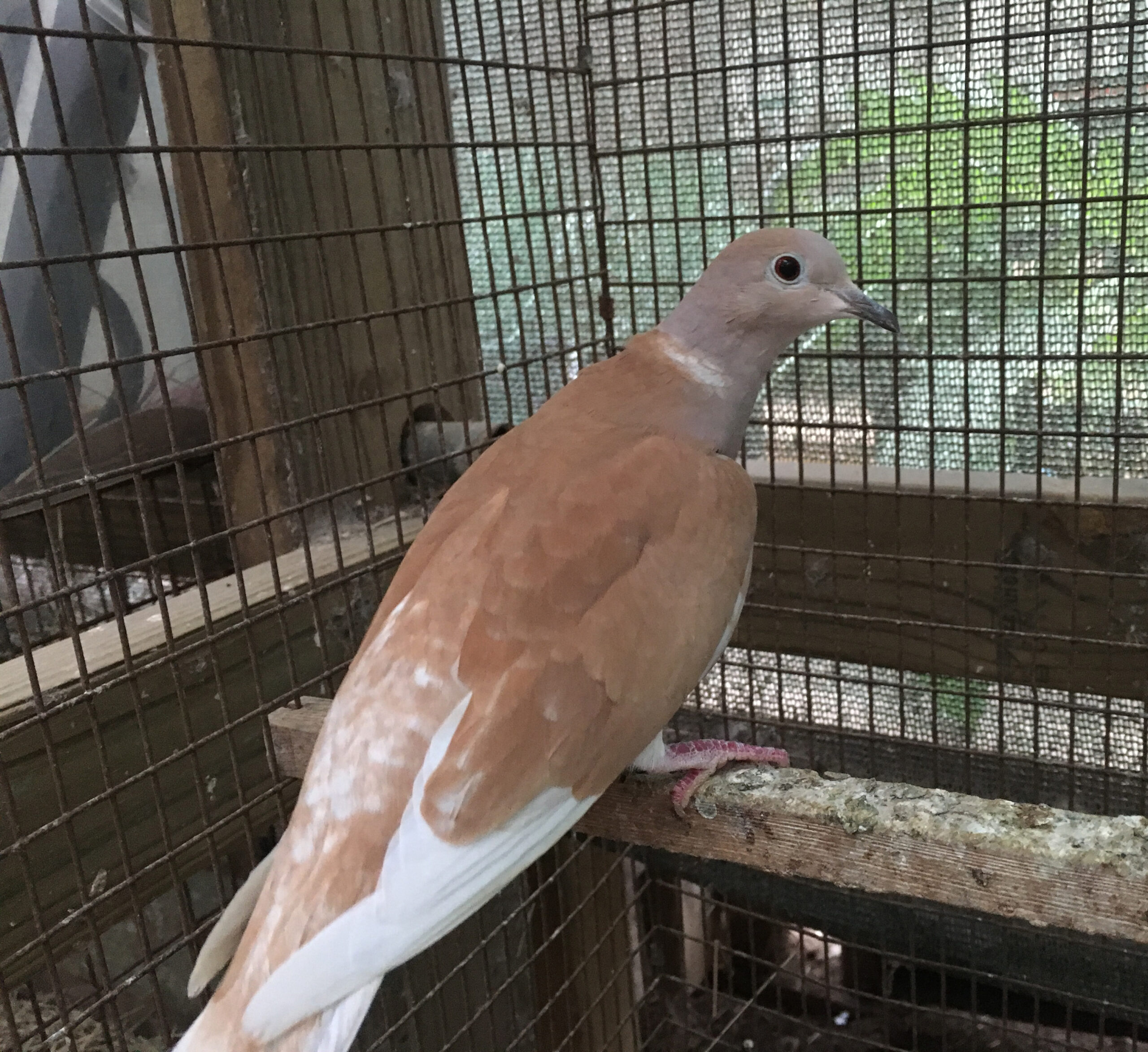 Exotic & Seasonal Birds For Sale Houston, TX