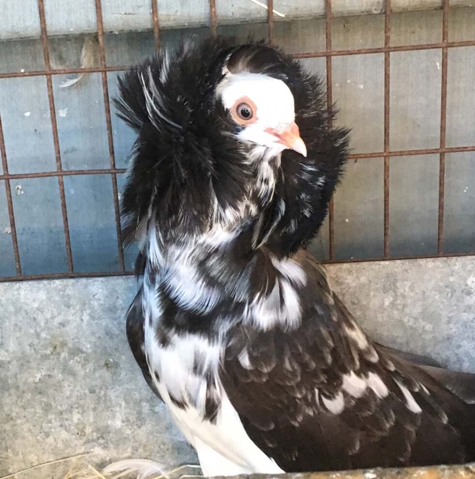 Livestock Supply Store Houston Farm Animals, Feed, Supplies