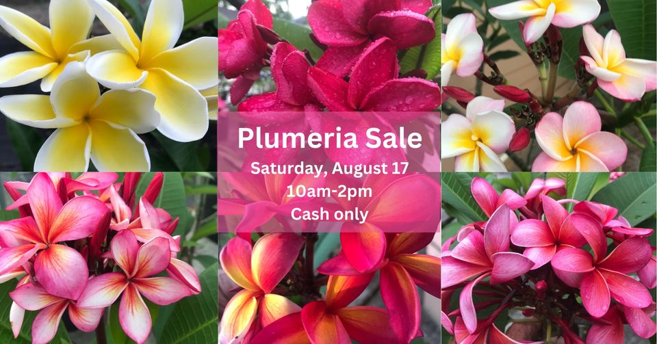 thumbnail Plumeria Sale